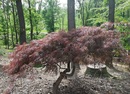 Klon palmowy Acer palmatum 'Atropurpureum'